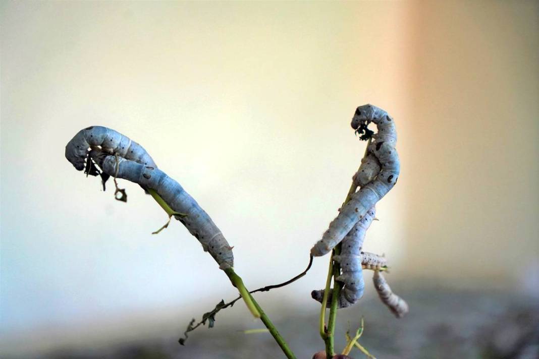 Yeni bir gelir kapısı: 50 günde binlerce lira kazanma fırsatı! Devletten alım garantisi var 4